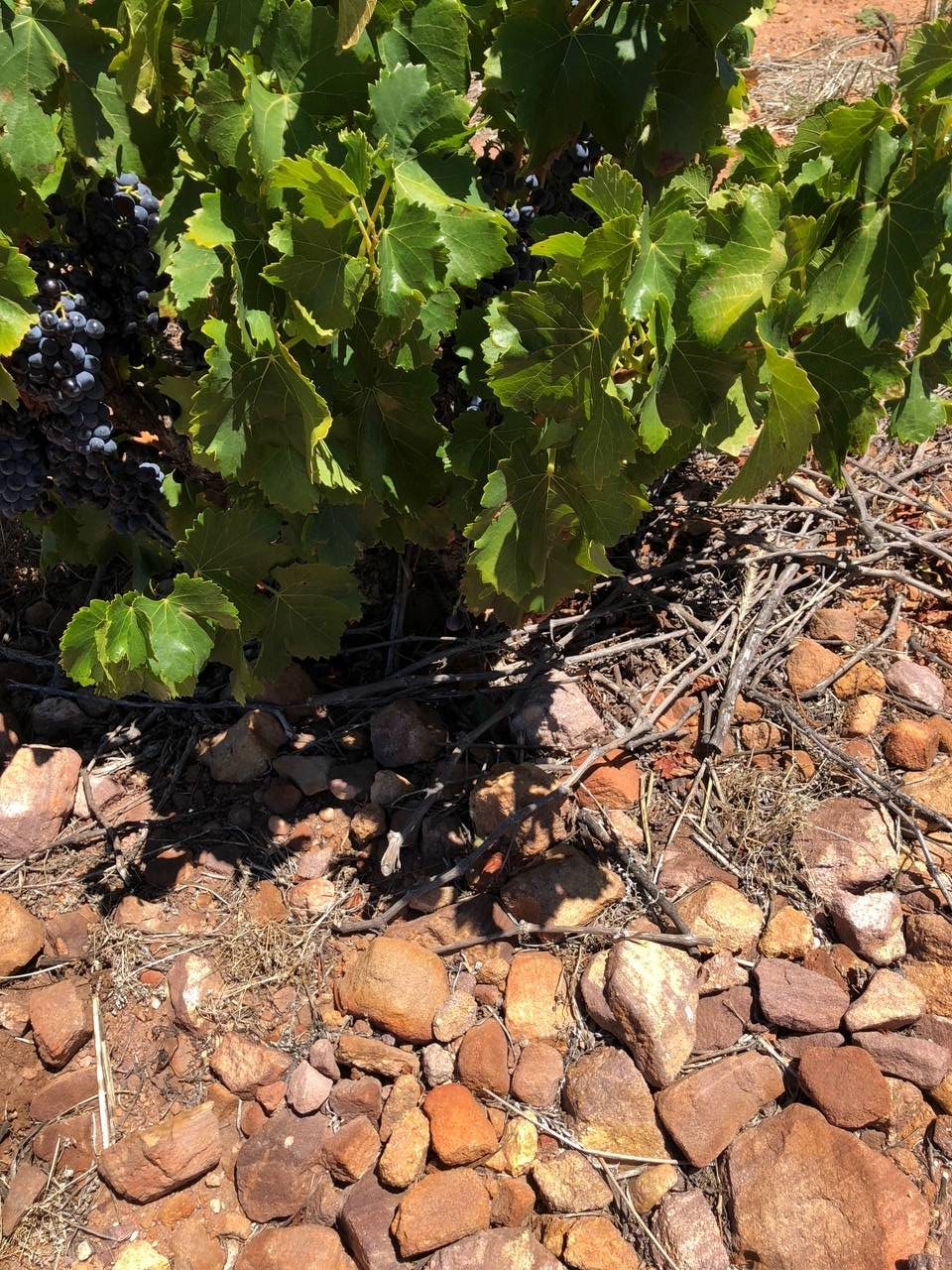 Zuid Afrikaanse wijnen van Marras - bushvines uit Piekenierskloof