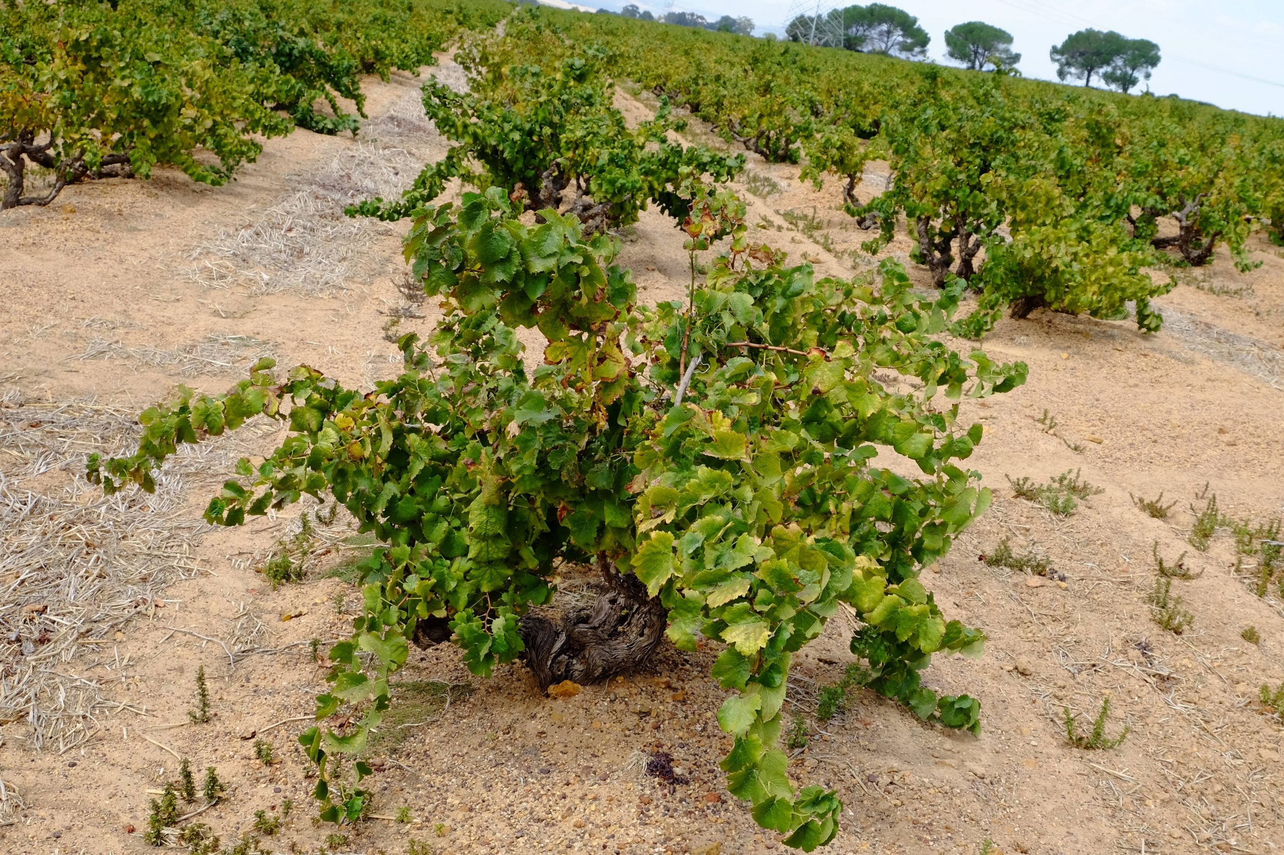 Old Bush Vines wijngaard Roodekrantz , Windmeul